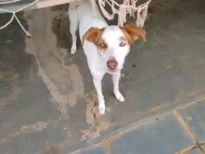 Cachorro raça Sem raça idade 1 ano nome Bela