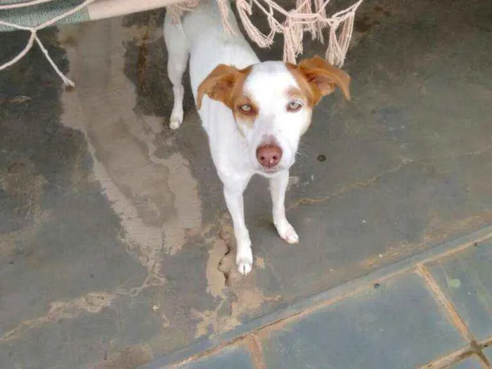 Cachorro ra a Sem raça idade 1 ano nome Bela