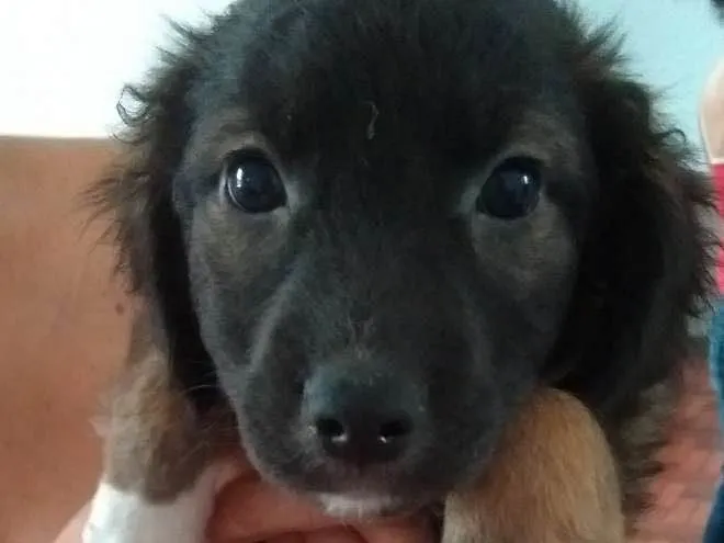 Cachorro ra a SRD idade 7 a 11 meses nome sem nome