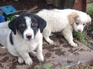Cachorro raça Cachorros de rua idade 2 a 6 meses nome Pedente