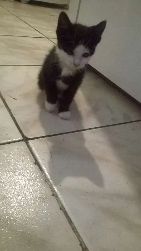 Gato ra a Indefinida idade 2 a 6 meses nome Japinha