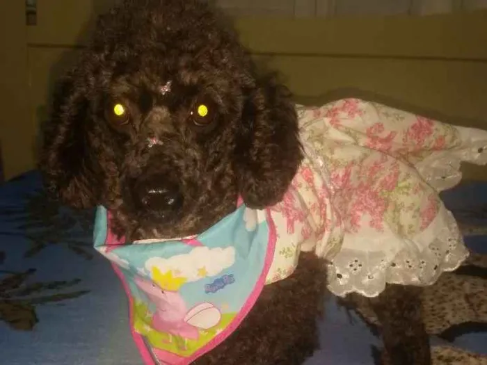 Cachorro ra a Poodle idade 4 anos nome INDY