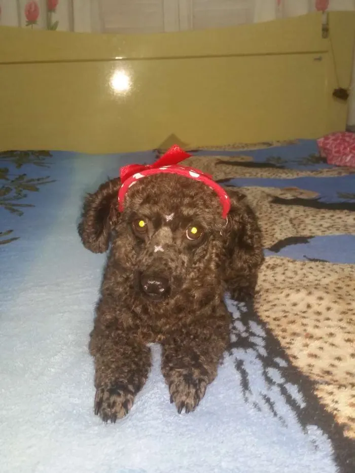 Cachorro ra a Poodle idade 4 anos nome INDY
