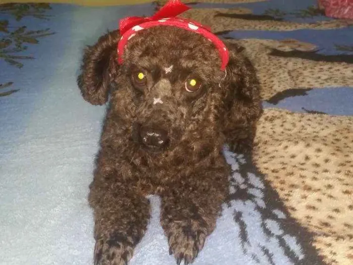 Cachorro ra a Poodle idade 4 anos nome INDY