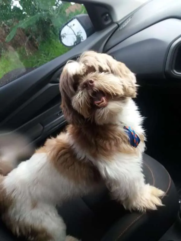 Cachorro ra a Shih Tzu idade 3 anos nome Yoshi GRATIFICA