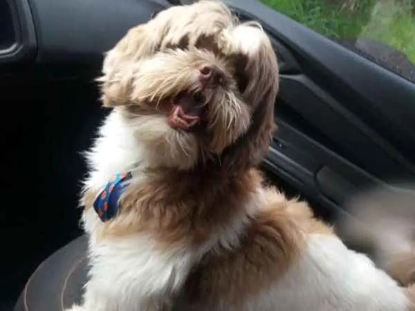 Cachorro ra a Shih Tzu idade 3 anos nome Yoshi GRATIFICA