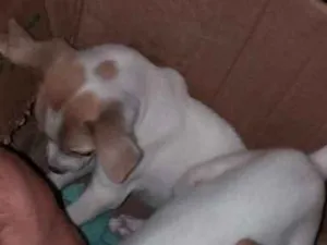Cachorro raça  idade  nome Não tem