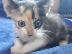 Gato raça não sei idade 2 a 6 meses nome Não tem nome