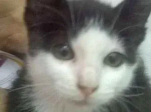 Gato raça Indefinida idade 2 a 6 meses nome Japinha