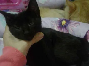 Gato raça Não defenida idade 2 a 6 meses nome Batmam