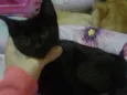 Batmam