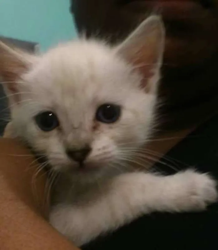 Gato ra a  idade 2 a 6 meses nome Theodora e Brittany
