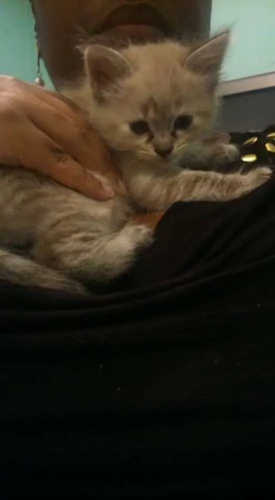 Gato ra a  idade 2 a 6 meses nome Theodora e Brittany