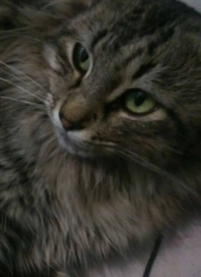 Gato ra a  idade 2 a 6 meses nome Theodora e Brittany