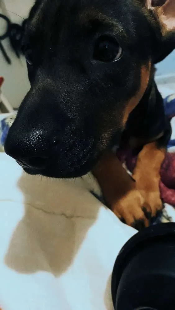 Cachorro ra a Não definida  idade 2 a 6 meses nome Nico