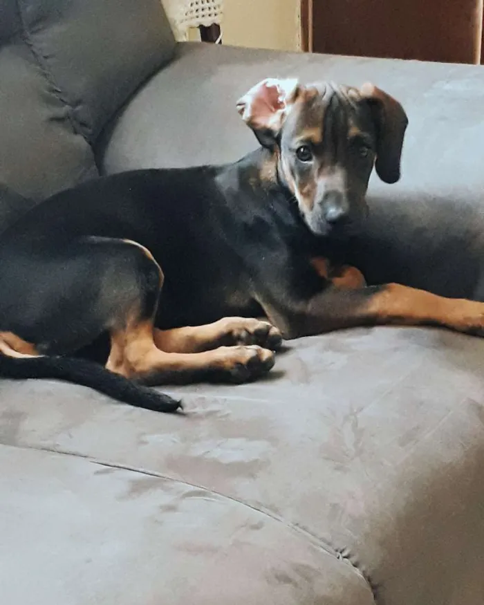 Cachorro ra a Não definida  idade 2 a 6 meses nome Nico