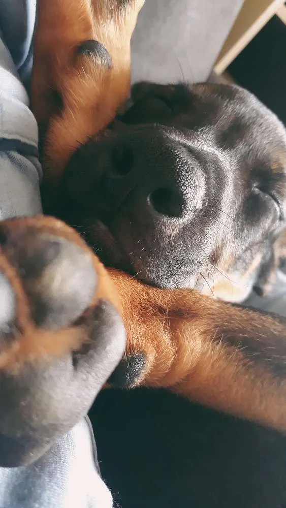 Cachorro ra a Não definida  idade 2 a 6 meses nome Nico