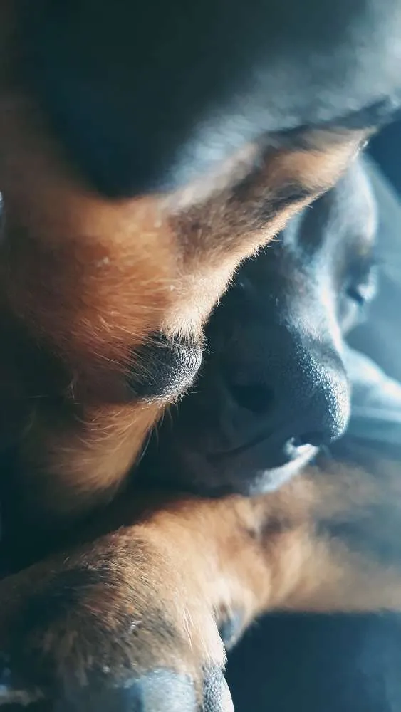 Cachorro ra a Não definida  idade 2 a 6 meses nome Nico