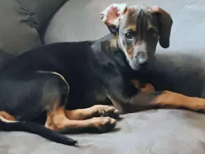 Cachorro raça Não definida  idade 2 a 6 meses nome Nico