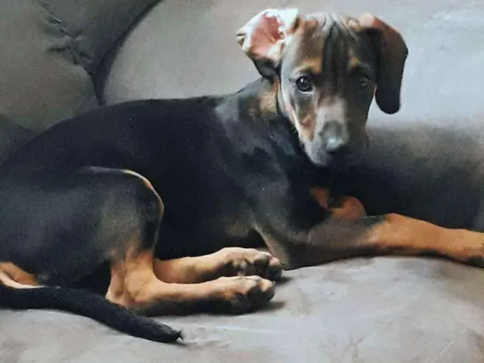 Cachorro ra a Não definida  idade 2 a 6 meses nome Nico