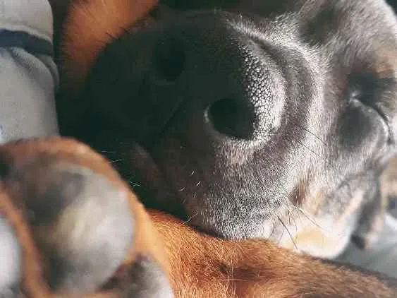 Cachorro ra a Não definida  idade 2 a 6 meses nome Nico
