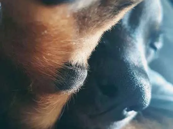 Cachorro ra a Não definida  idade 2 a 6 meses nome Nico