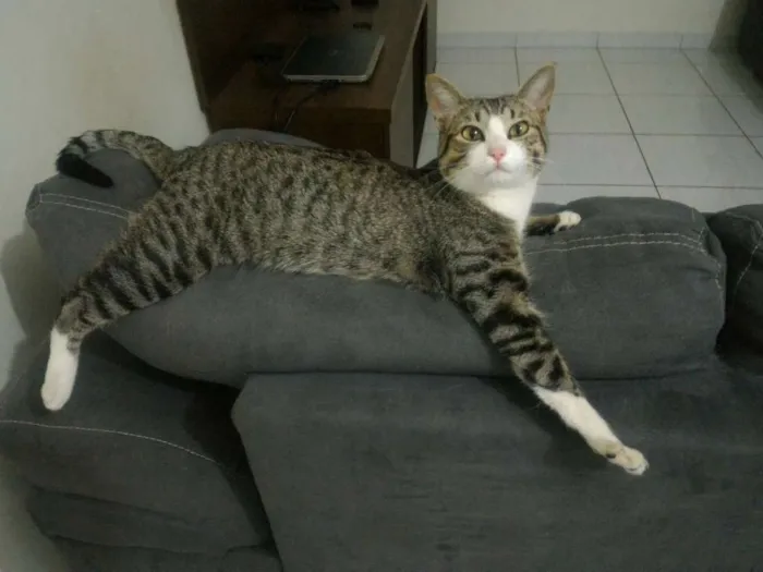 Gato ra a SRD idade 2 anos nome Fofu