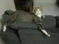 Fofu