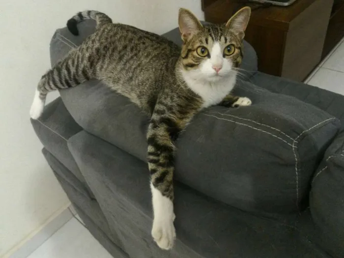 Gato ra a SRD idade 2 anos nome Fofu