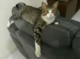 Fofu