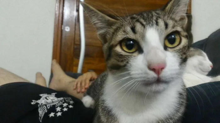 Gato ra a SRD idade 2 anos nome Fofu