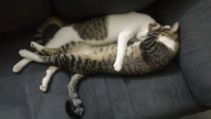 Gato ra a SRD idade 2 anos nome Fofu