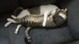 Fofu