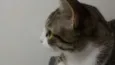 Fofu