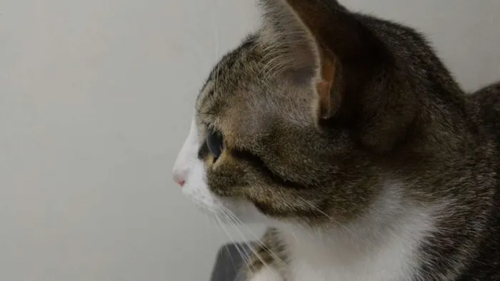 Gato ra a SRD idade 2 anos nome Fofu