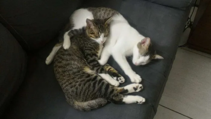 Gato ra a SRD idade 2 anos nome Fofu