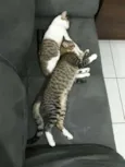 Fofu