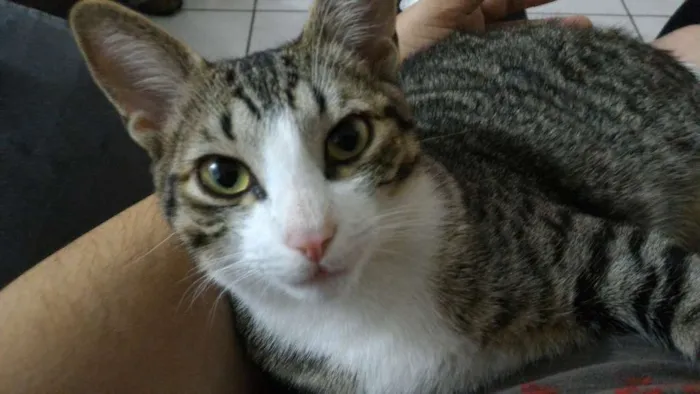 Gato ra a SRD idade 2 anos nome Fofu