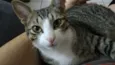 Fofu