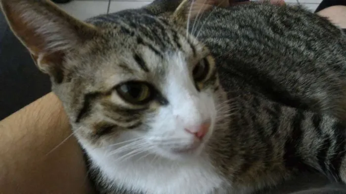 Gato ra a SRD idade 2 anos nome Fofu