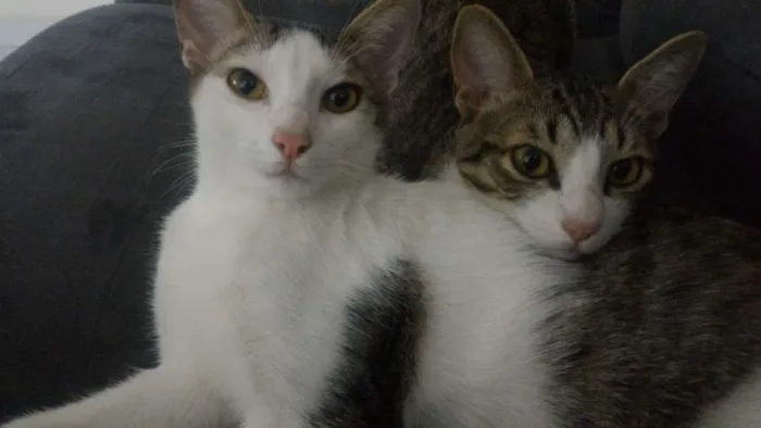 Gato ra a SRD idade 2 anos nome Félix