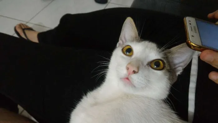 Gato ra a SRD idade 2 anos nome Félix