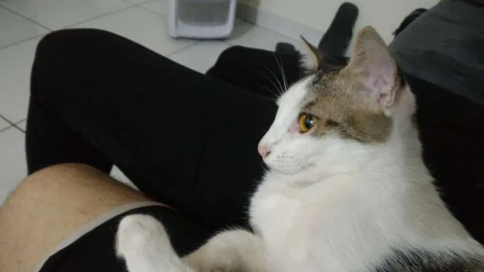 Gato ra a SRD idade 2 anos nome Félix