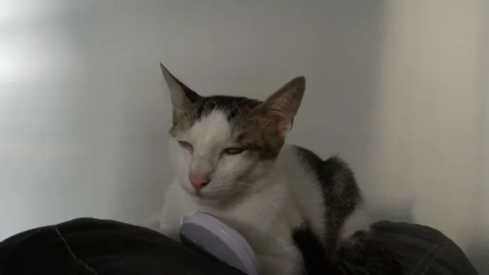 Gato ra a SRD idade 2 anos nome Félix