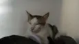 Félix
