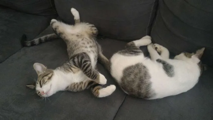 Gato ra a SRD idade 2 anos nome Félix