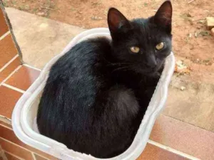 Gato raça Sem raça definida idade 2 a 6 meses nome Sem nome