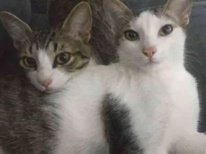 Gato raça SRD idade 2 anos nome Félix