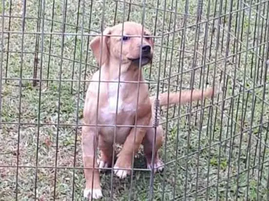 Cachorro ra a SRD idade 2 a 6 meses nome Ágatha