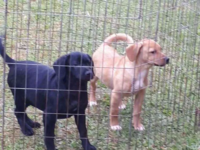 Cachorro ra a SRD idade 2 a 6 meses nome Ágatha
